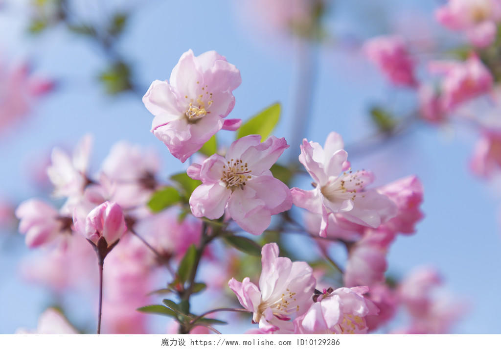 春天粉色樱花桃花背景图片